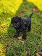 Né avec nous  D'une beauté unique  Caniches, Caniche, Plusieurs, Hépatite contagieuse (maladie de Rubarth), Belgique