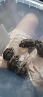 15€ per Stuk! russische dwerghamster, Dieren en Toebehoren, Knaagdieren, Hamster, Mannelijk, Juli, Tam