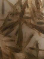 Hobbyaquarium Japonica XL=ook XL garnalen algeneters, Kreeft, Krab of Garnaal, Zoetwatervis, Schoolvis