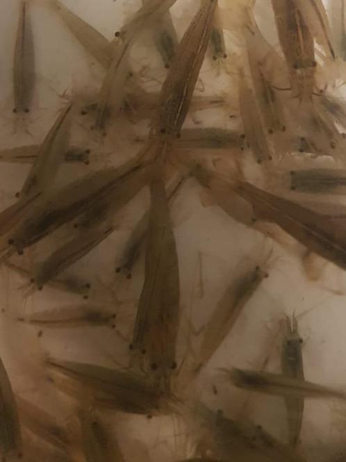 Hobbyaquarium Japonica XL=ook XL garnalen algeneters, Dieren en Toebehoren, Vissen | Aquariumvissen, Zoetwatervis, Kreeft, Krab of Garnaal