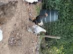 2 brahma hanen, Dieren en Toebehoren, Pluimvee, Mannelijk, Kip