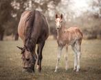 AQHA fokmerrie, Dieren en Toebehoren, Paarden, Merrie