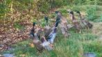 Loopeenden, Meerdere dieren, Eend
