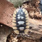 Vente de cloportes – différentes espèces disponibles, Animaux & Accessoires, Insectes & Araignées, Autres espèces