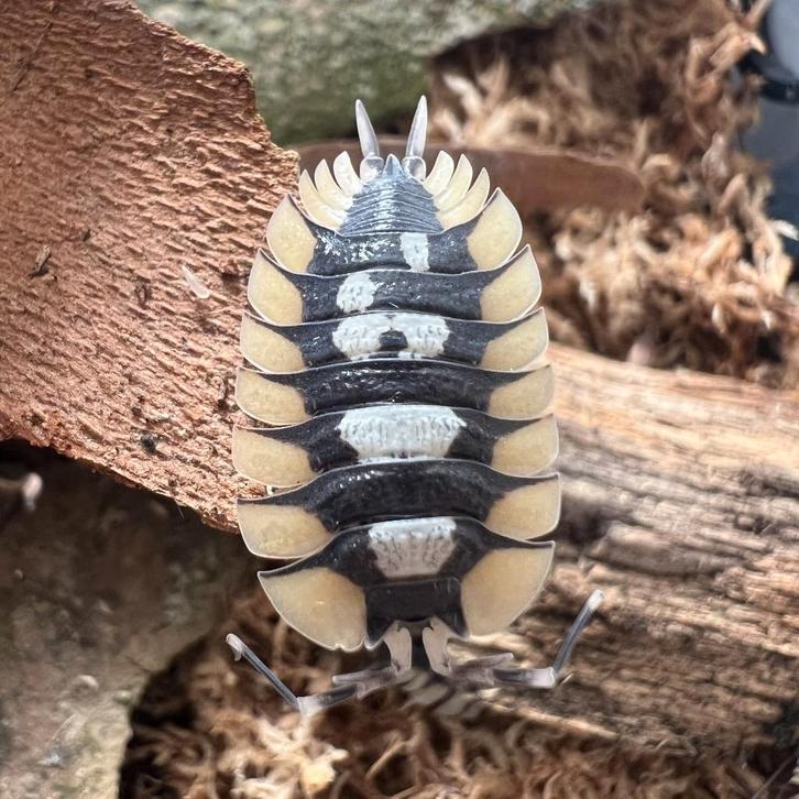 Verkoop van pissebedden — verschillende soorten beschikbaar, Dieren en Toebehoren, Insecten en Spinnen, Overige soorten