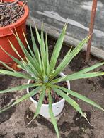 Yucca gloriosa Yucca Lelie, Vaste plant, Overige soorten, Ophalen, Bloeit niet
