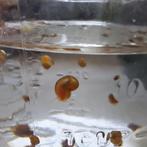 Posthoornslak rood, Dieren en Toebehoren, Vissen | Aquariumvissen, Slak of Weekdier, Zoetwatervis