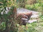 Jonge Barnevelder hennen. Groothoender, Dieren en Toebehoren