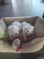 Maltezer pupjes, Dieren en Toebehoren, Honden | Chihuahua's en Gezelschapshonden, Parvo, België, Maltezer, Fokker | Hobbymatig