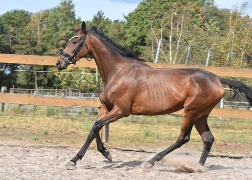 Braaf aangereden, goed bewegende, grote E merrie, Dieren en Toebehoren, Pony's, Merrie, B, E pony (1.48m - 1.57m), Recreatiepony