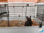 dwergkonijn met kooi te koop, Dieren en Toebehoren