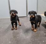 chiots rottweiler, Plusieurs, Parvovirose, Rottweiler, Belgique