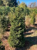 Overstock Taxus baccata 140/160, Tuin en Terras, Ophalen, Taxus, Haag, 100 tot 250 cm