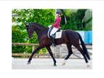 Trainen van paarden, Niet van toepassing
