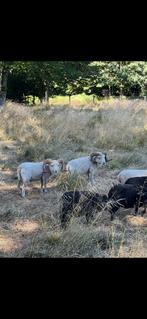 Ouessant ram te huur, Dieren en Toebehoren, Mannelijk, Schaap, 3 tot 5 jaar