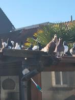 Hoogvliger irans duiven, Dieren en Toebehoren, Vogels | Overige Vogels