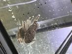 ancystrus algeneter ruitenkuiser, Dieren en Toebehoren, Vis