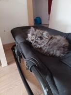 Perzische kater, Dieren en Toebehoren, Katten en Kittens | Raskatten | Langhaar, Kater, Gechipt, 0 tot 2 jaar