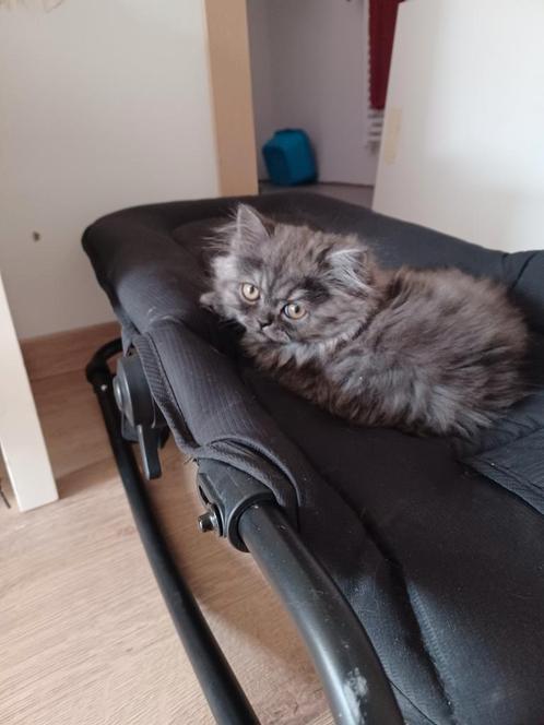 Perzische kitten ( kater ), Dieren en Toebehoren, Katten en Kittens | Raskatten | Langhaar, Kater, 0 tot 2 jaar, Gechipt, Ontwormd