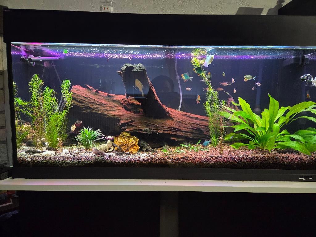 Aquarium 200l, Enlèvement
