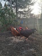 Verse broedeieren leghorn Rood, Sexe inconnu, Poule ou poulet