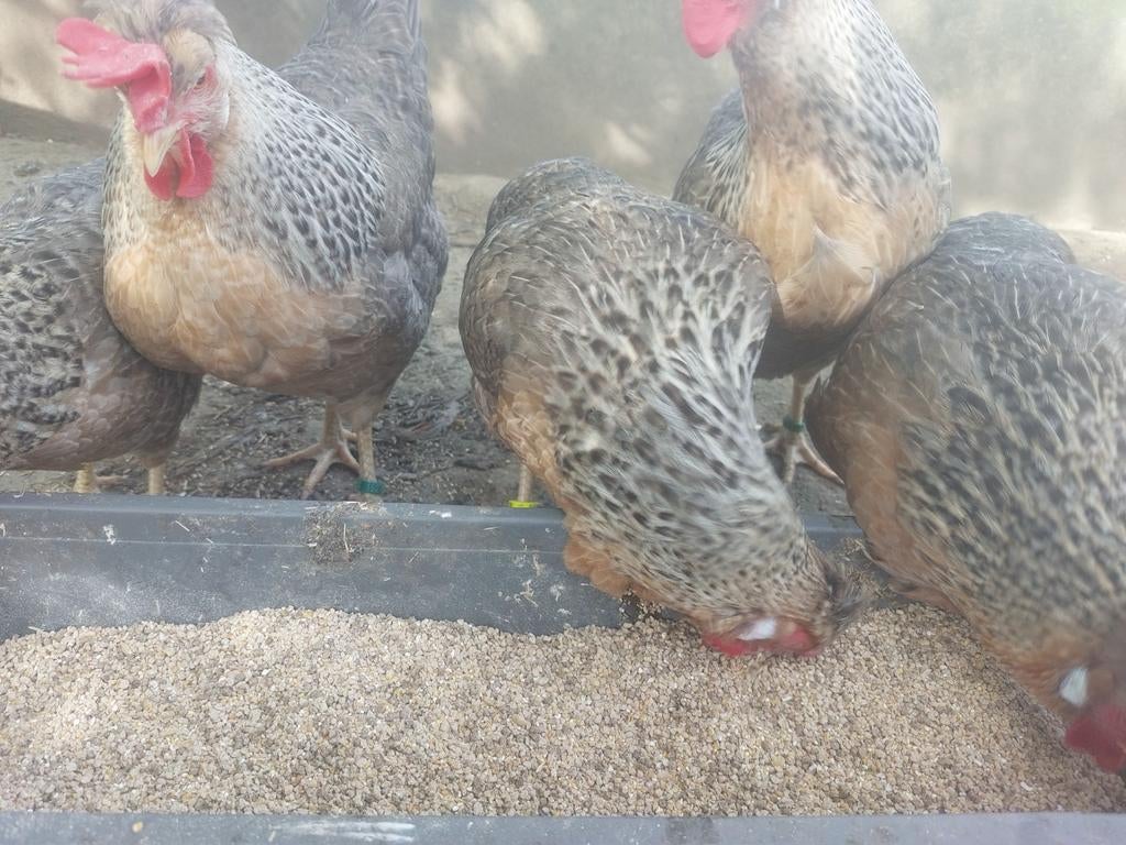 15 Broedeieren cream legbar, Geslacht onbekend, Kip