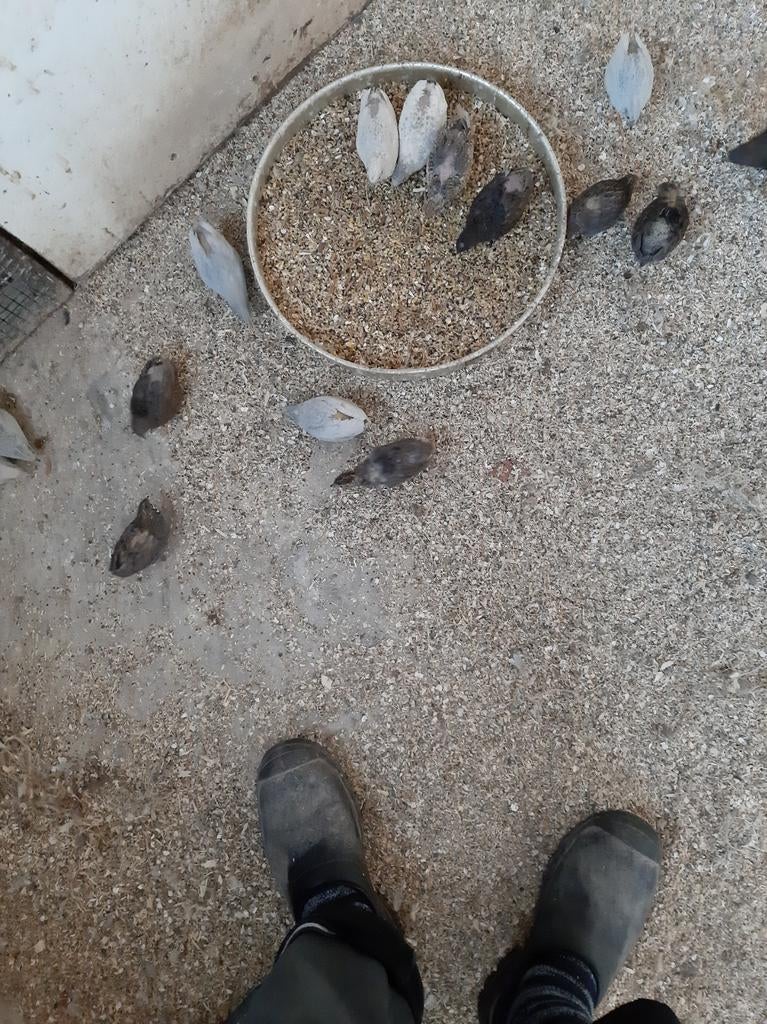 Wegens te veel van chinese dwergkwartel worden deze verkocht