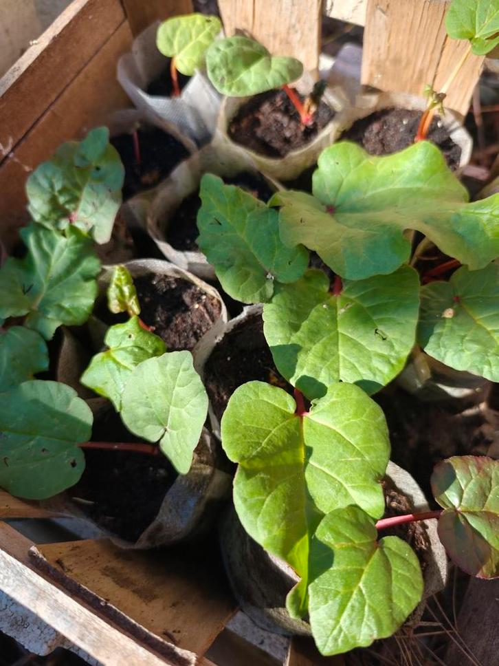 Rabarber Planten, Tuin en Terras, Planten | Tuinplanten, Vaste plant, Halfschaduw, Ophalen