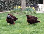 broedeieren Rhode Island Red, Dieren en Toebehoren, Pluimvee, Vrouwelijk, Kip