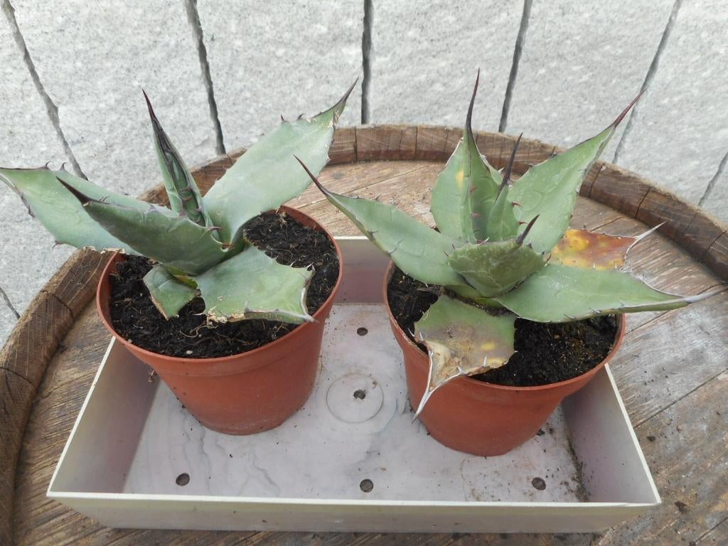 plantes, Enlèvement ou Envoi, Plante fixe, Autres espèces, Plein soleil