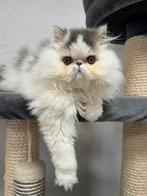 kitten Perzische langhaar, Chatte ou Chat, Vermifugé, 0 à 2 ans