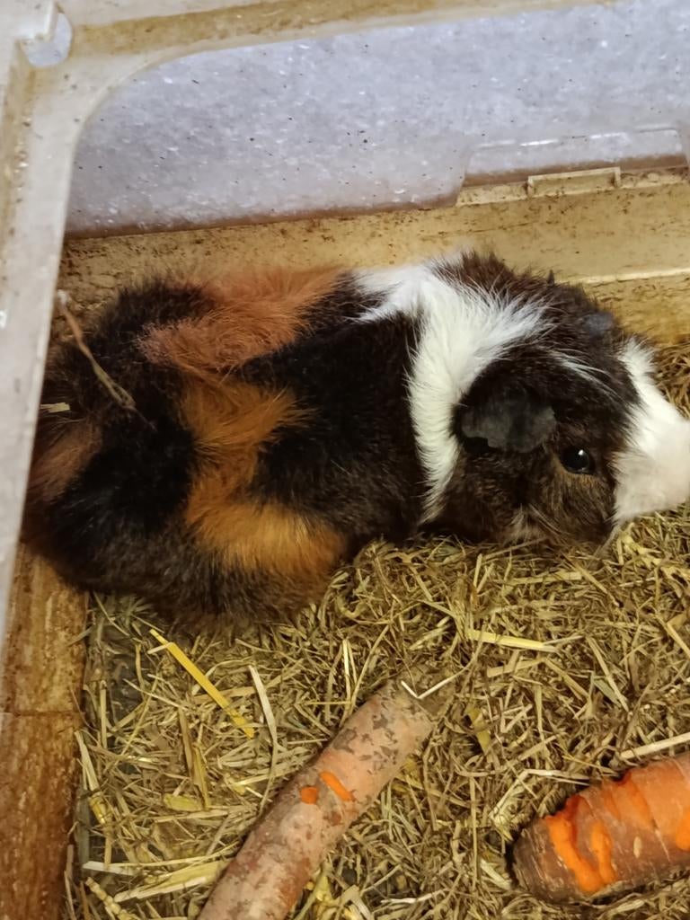 Borstelharige cavia, Animaux & Accessoires, Rongeurs, Mâle, Cobaye, Novembre, Domestique