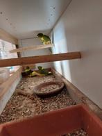 Jonge kakarikis, Dieren en Toebehoren