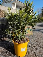 Nerium Oleander Kleur geel, Enlèvement