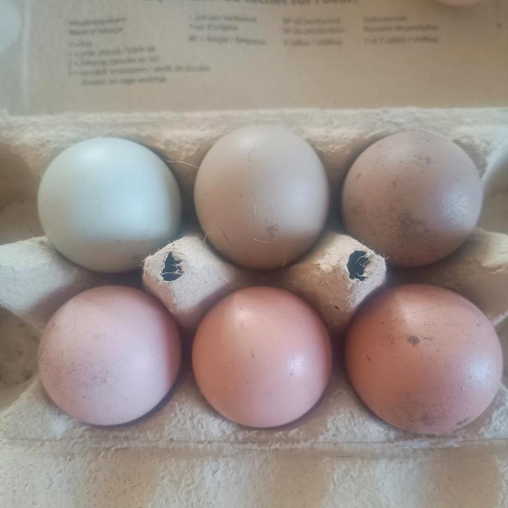 Broedeieren van easter egger, Animaux & Accessoires, Volatiles