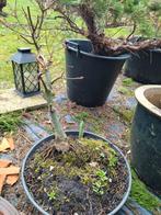 Japanse esdoorn, Ophalen