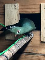 Livingstone toerako, Dieren en Toebehoren, Vogels | Overige Vogels, Meerdere dieren, Tropenvogel, Geringd