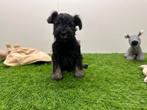 Nestje Dwergschnauzer pups