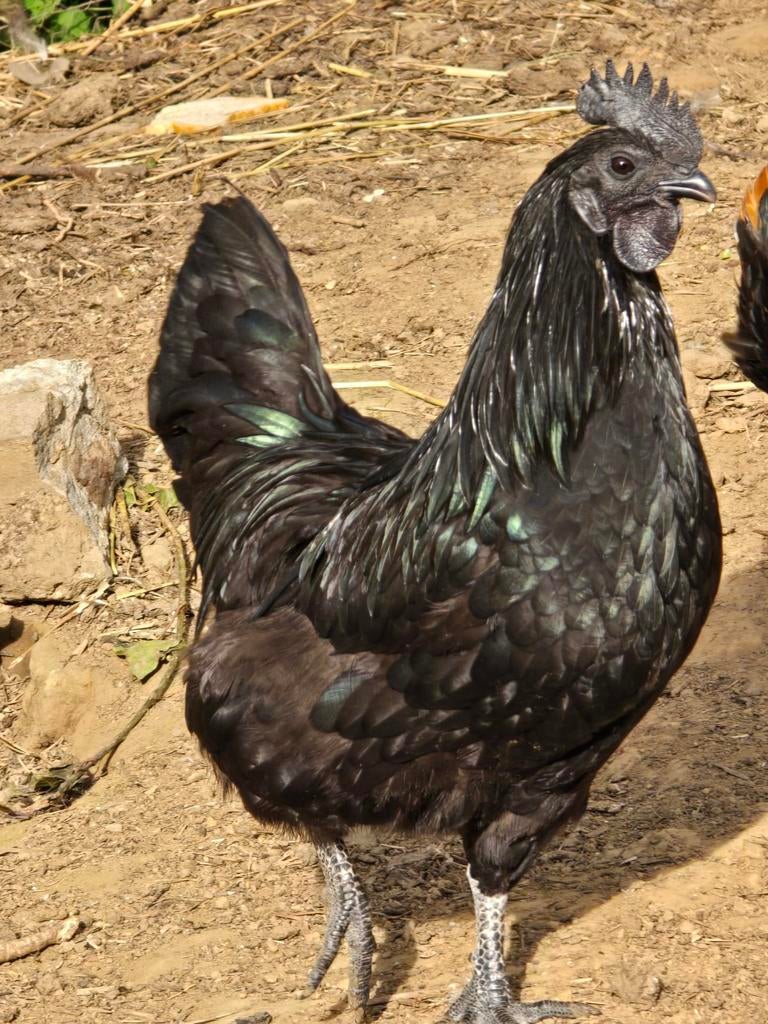 Ayam Çemani, Animaux & Accessoires