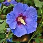 HIbiscus Oiseau Blue, Ophalen, Halfschaduw
