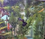 4 man guppys gratis., Animaux & Accessoires