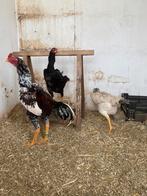 Broed eieren shamos, Dieren en Toebehoren