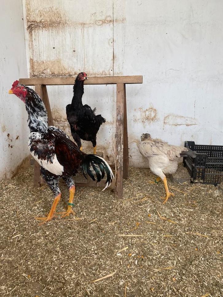 Broed eieren shamos, Animaux & Accessoires, Volatiles