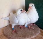 Jonge postduif 2026, Dieren en Toebehoren, Postduif