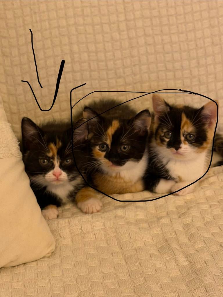 Kittens 1 reu 1 teef, Dieren en Toebehoren, Poes, Kortharig, 0 tot 2 jaar