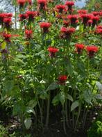 Bergamotplant Monarda, Tuin en Terras, Ophalen of Verzenden