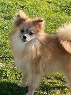 Chien spitz allemand (male), Animaux & Accessoires, 15 semaines à 1 an, Loulou, Chien (mâle), Belgique