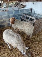 Tamme Voskop(Ram) te koop, Mâle, Mouton, 0 à 2 ans