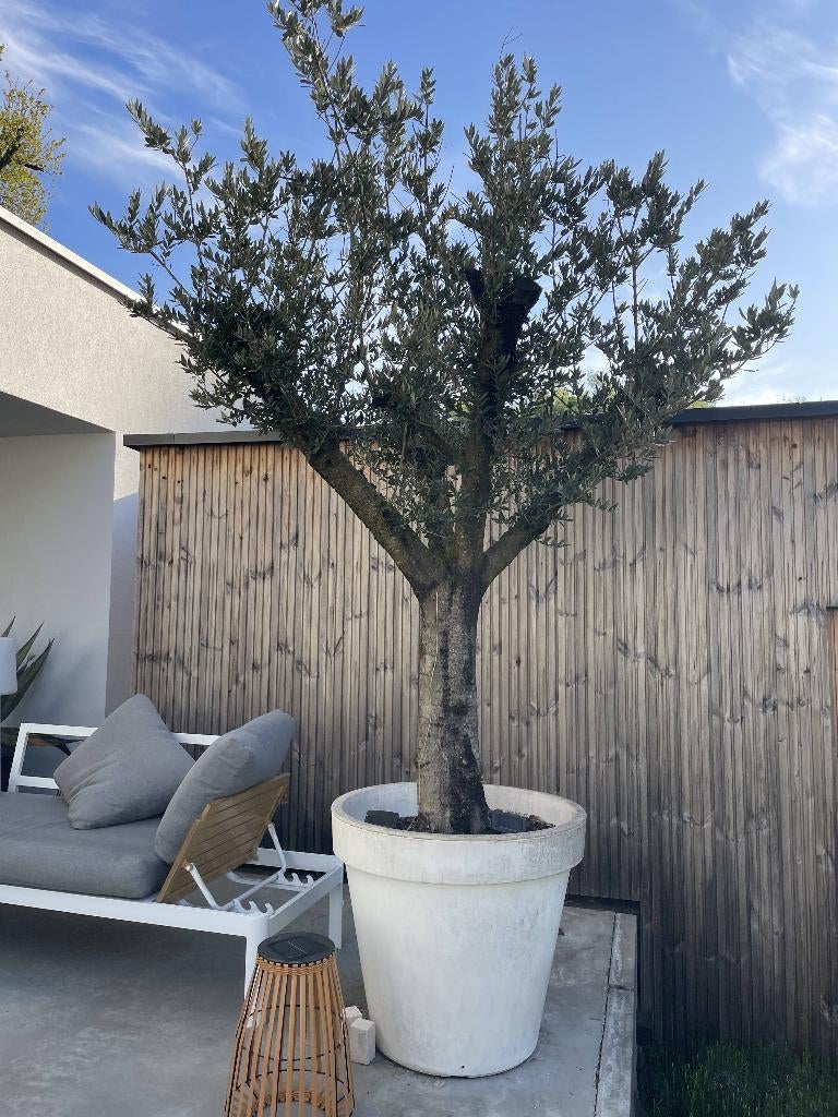 Olijfboom, Ophalen, In pot, Olijfboom, 250 tot 400 cm