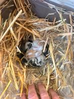 Dwergkonijntjes, Dieren en Toebehoren, Ophalen